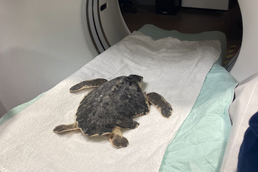 a sea turtle in a CT machine