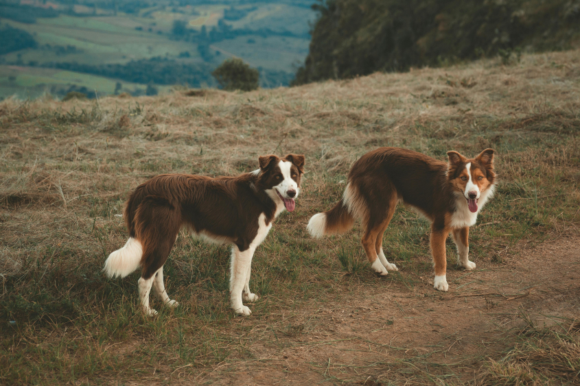 brown and white dogs in field