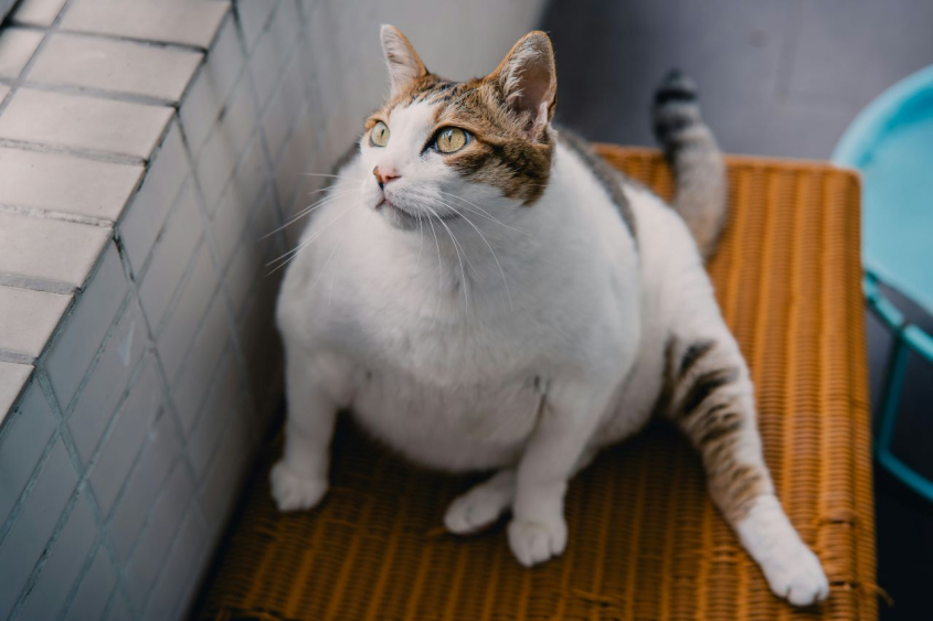 a fat cat