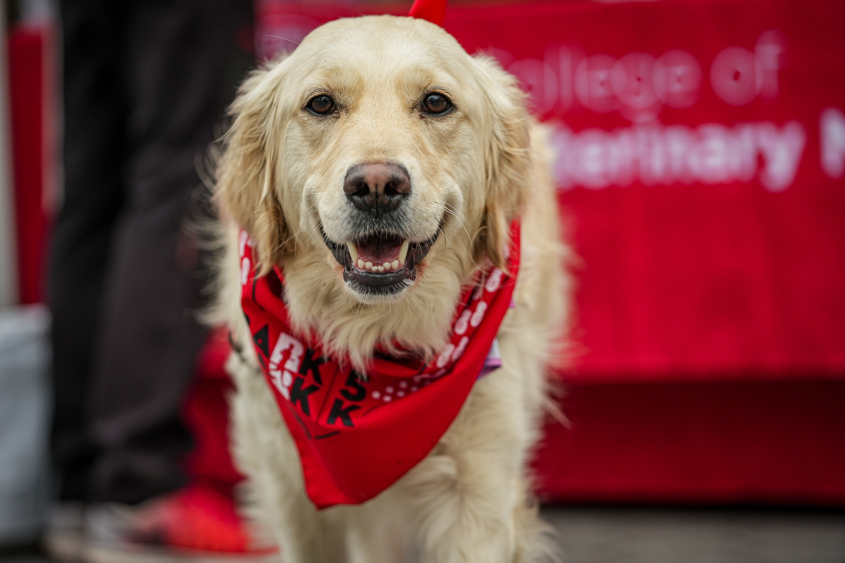 A yellow lab looks on with a red bandana. 