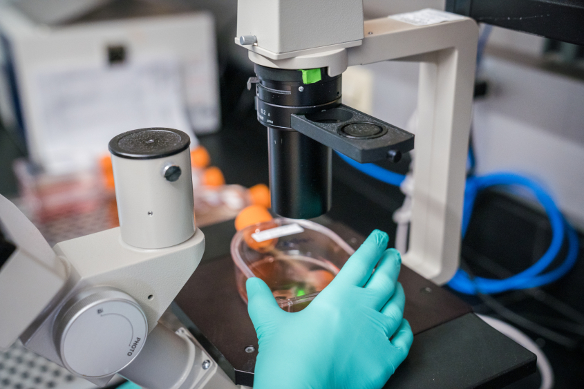 A latex-gloved hand holding a petri dish under a microscope