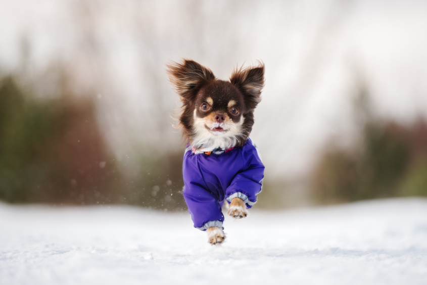 A small brown dog wearing a purple jacket runs in the snow. 