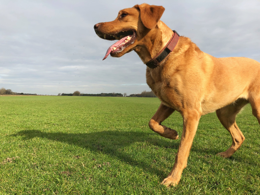 A brown dog with a raised paw in a grassy field. 