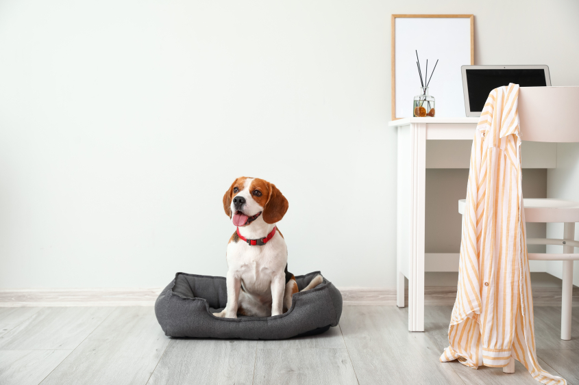 Cute Beagle dog sitting in pet bed near light wall
