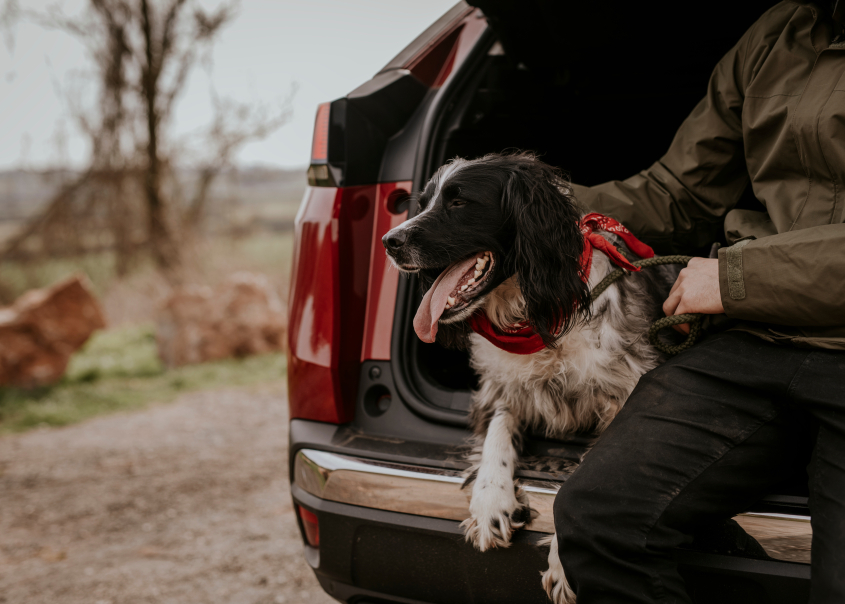 Dog sitting at the back of a car photo