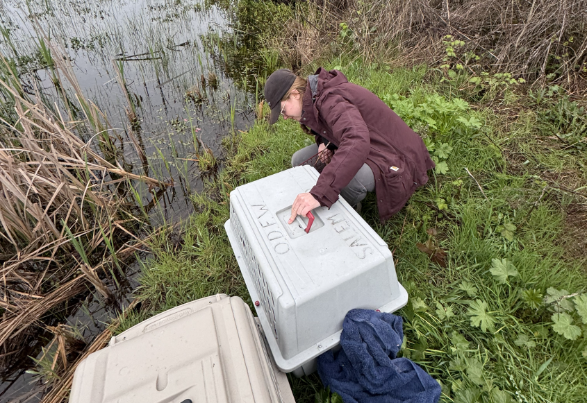 woman crouching next to a pond with an animal carrier
