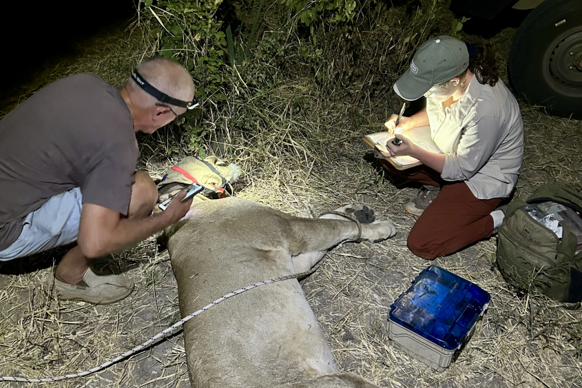 Naturalists in the field with anesthetized lion