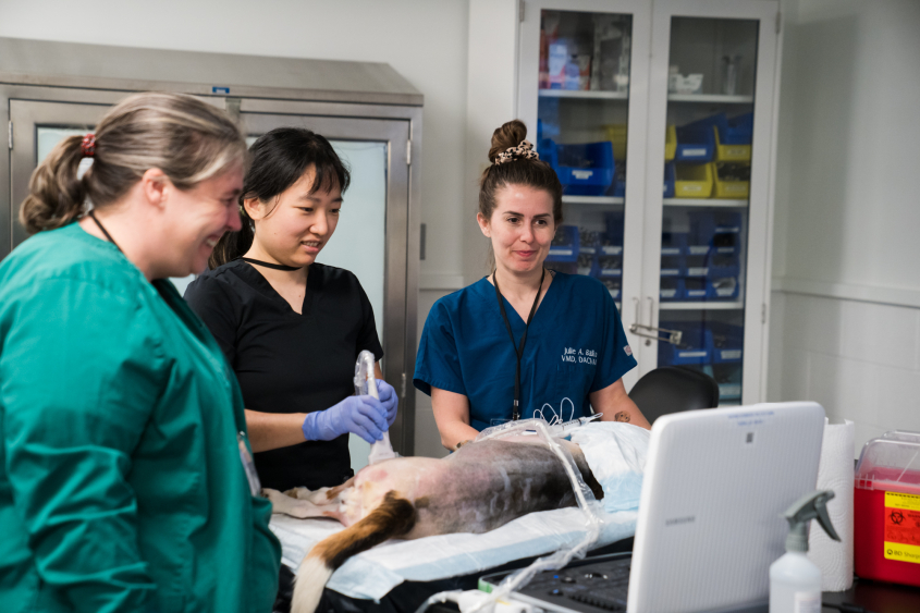 Veterinarians around a anesthetized dog