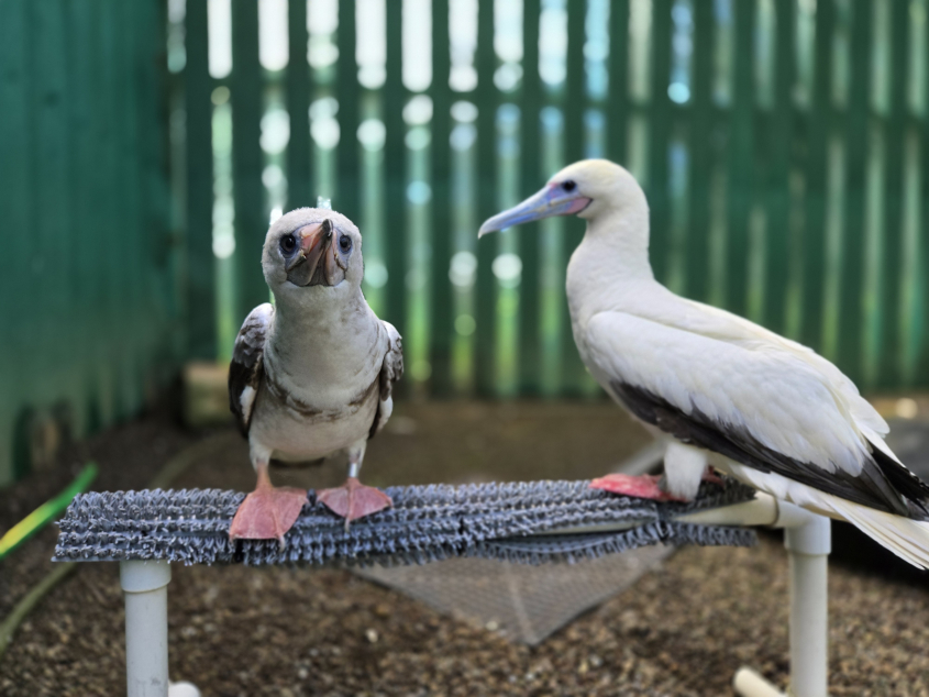 Two red-footed boobies in a rehabilitation center