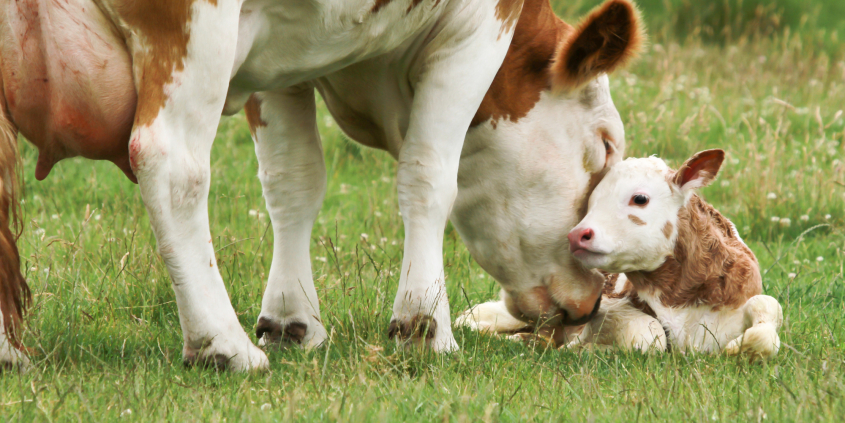 A cow and a calf