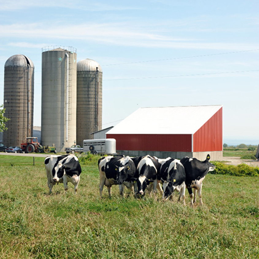 Holstein cows in a field in front of a farm