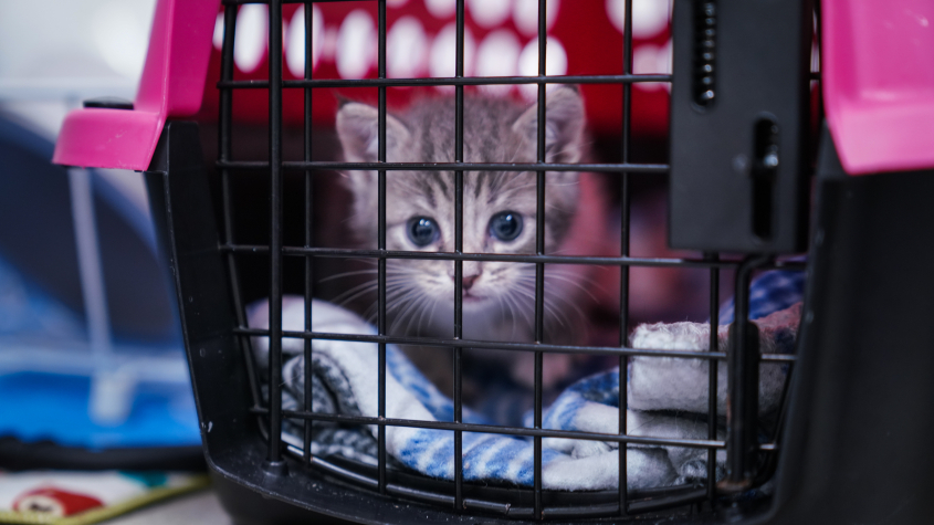 A kitten in a crate
