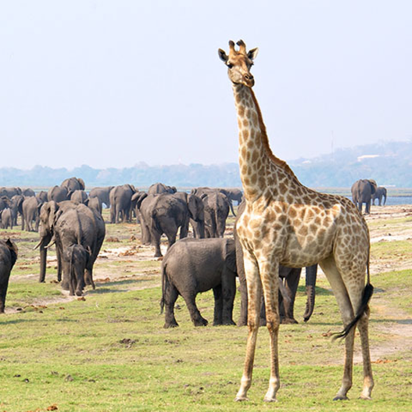 a giraffe and an elephant herd in a natural landscape
