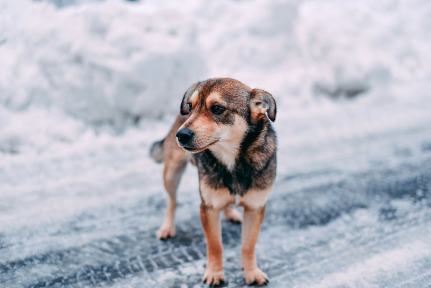 dog standing on icy road