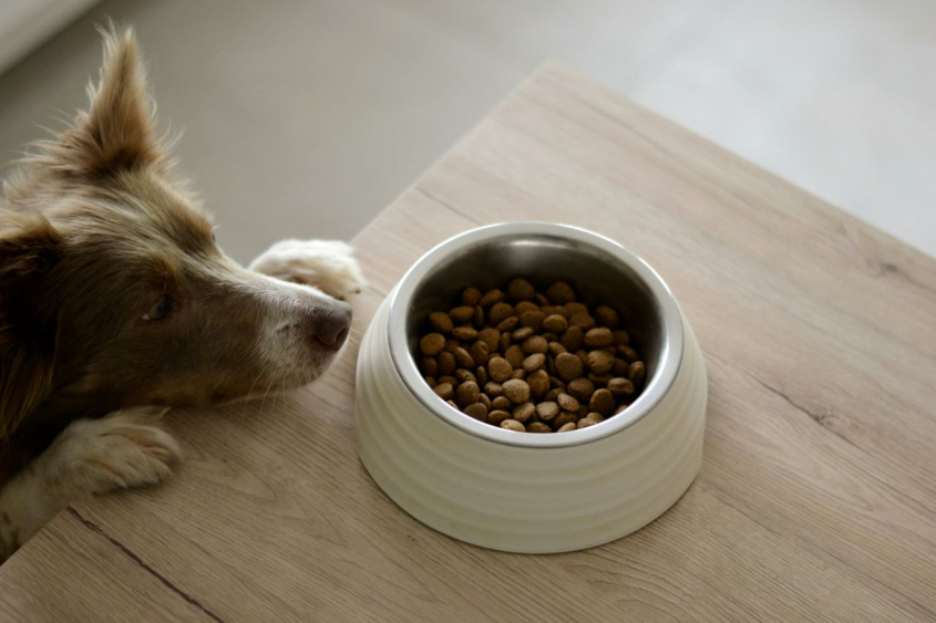 dog looking at bowl of kibble