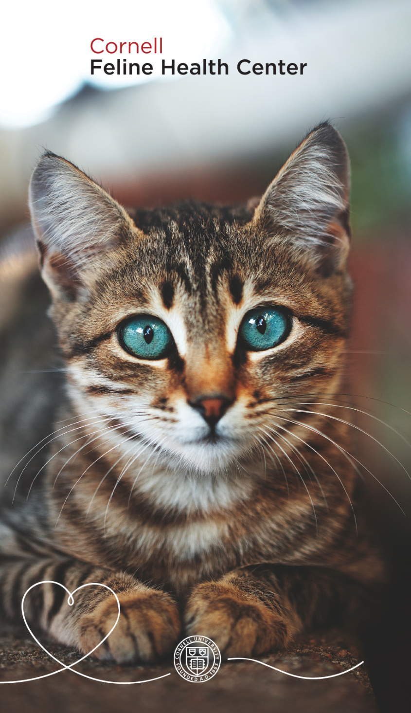 2021 Cornell Feline Health Center Annual Report