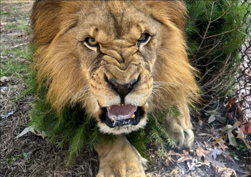 lion and christmas tree