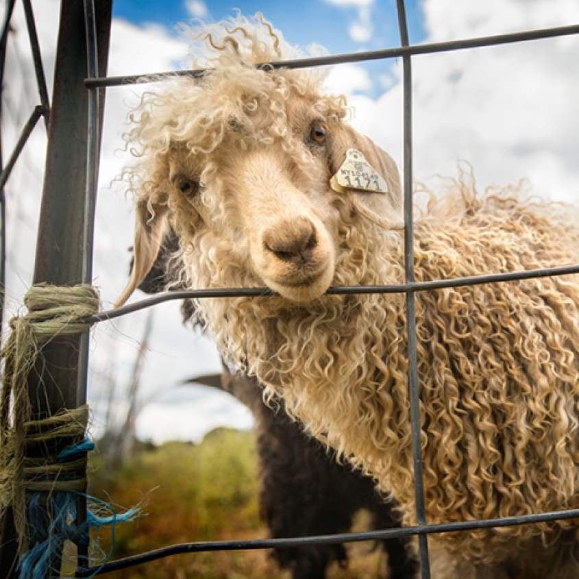 A sheep in a field looking through a fence