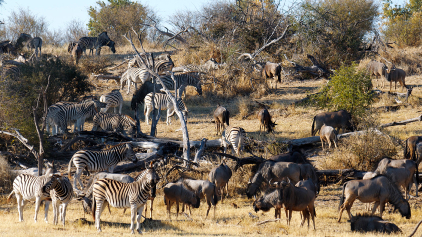 A mixed herd of zebras and wildebeest in Africa