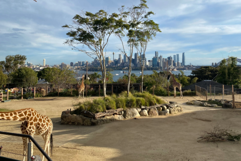 Taronga Zoo Sydney's African Savannah exhibit