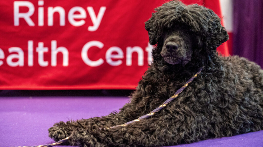 a black fluffy dog laying in front of a Riney Canine Center banner