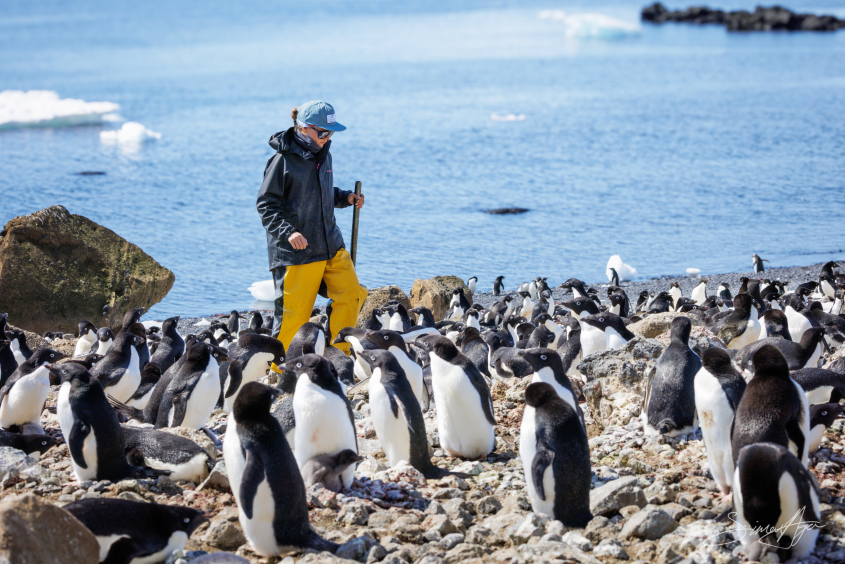 Dr. Amandine Gamble studying penguins in the Falklands.