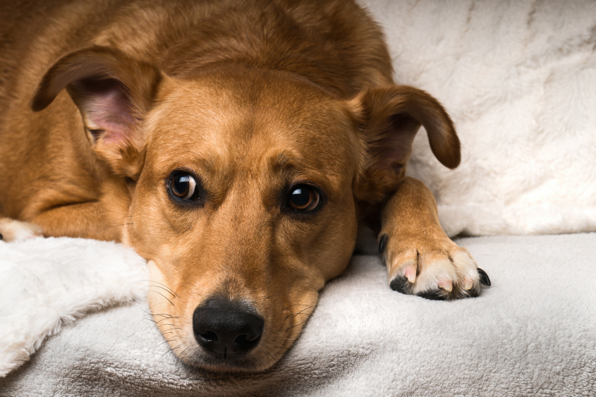 Close Up Portrait of Adorable Sad Mixed Breed Dog on Grey Scandinavian Textile Coat. Pets care and friendly concept.