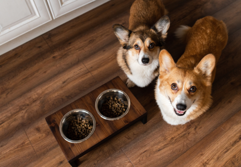 Two small orange colored dogs look up from food dishes. 