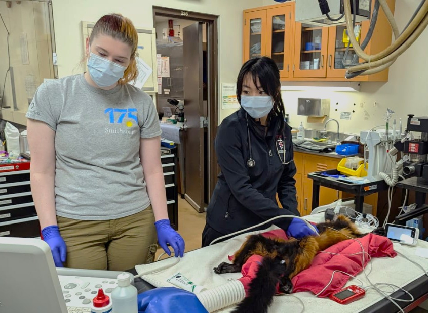 two people doing an ultrasound on a tranquilized lemur