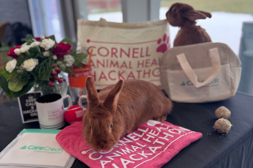 Pet rabbits on top of a table covered with hackathon swag