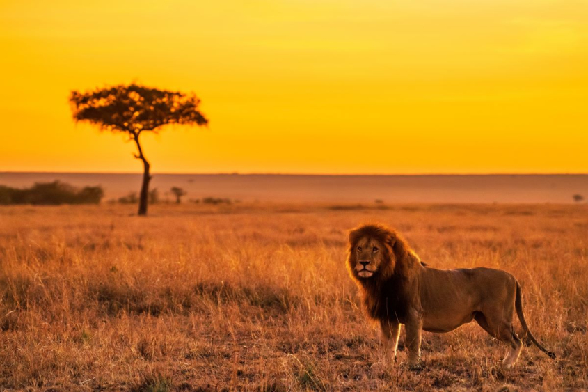 A male lion in the savannah at sunset