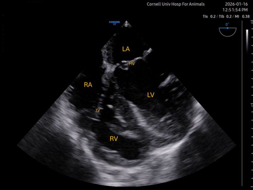 Transesophageal echocardiography of Mid-esophageal four chamber 