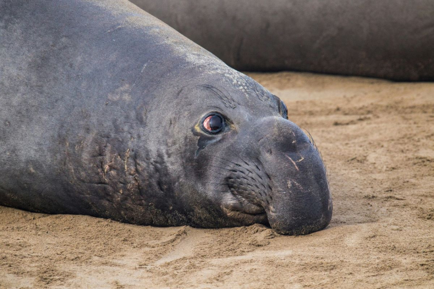 Close up of an elephant seal