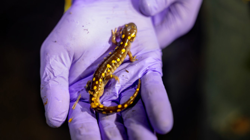 A spotted salamander held by a gloved hand