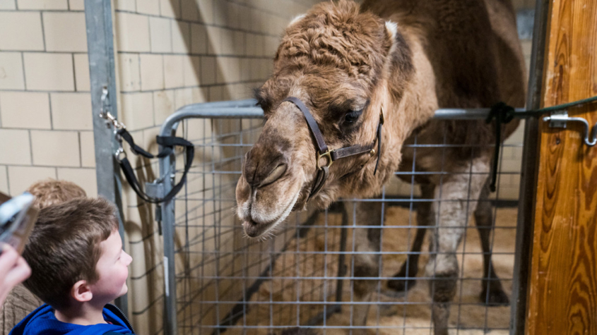 a child looking at a camel in a stall