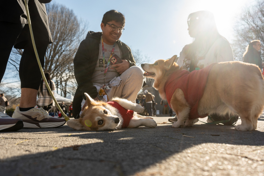 A small light colored dog lays down and enjoys the sun. 