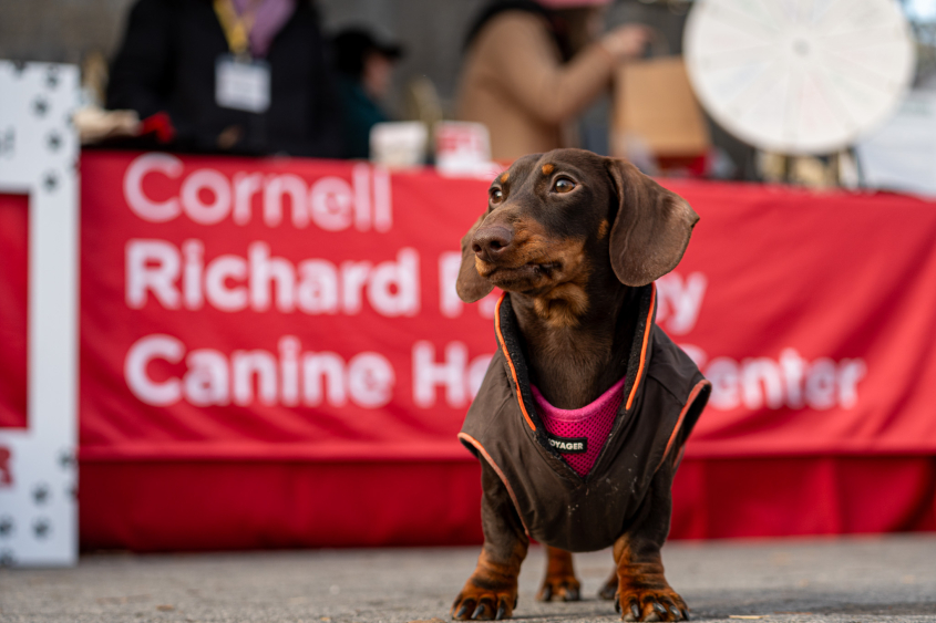 A small brown colored dog surveys the area in front of a red banner.