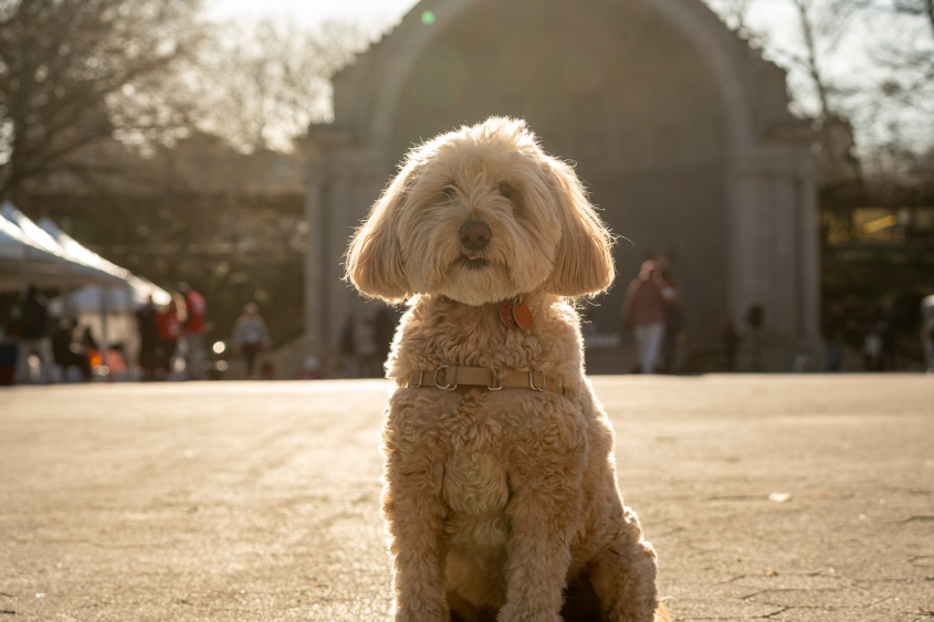 A light colored dog sits against a sunny backdrop.