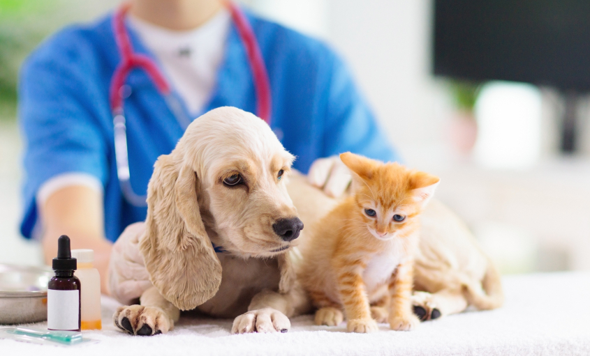 Puppy and kitten on an exam table with a veterinary professional in the background.