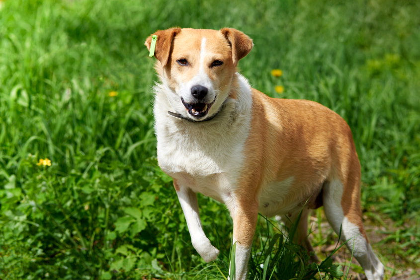Tan colored dog on green grass.