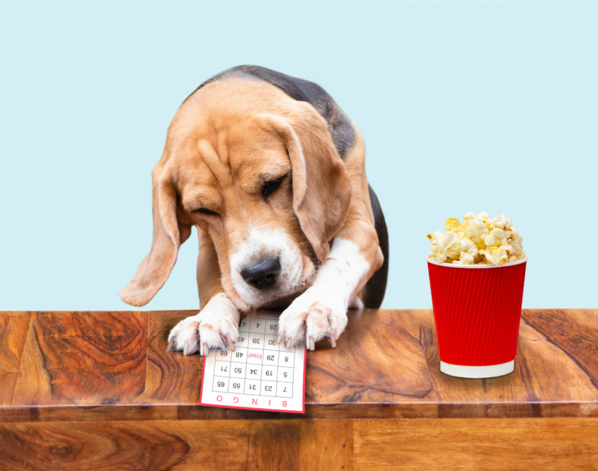 A dog playing bingo