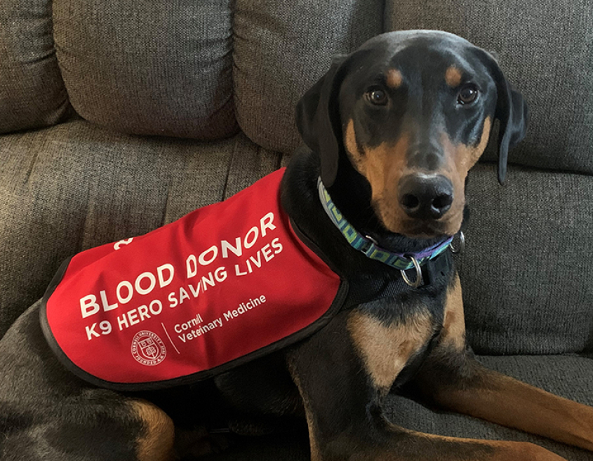 A doberman in a blood donation vest seated on a couch