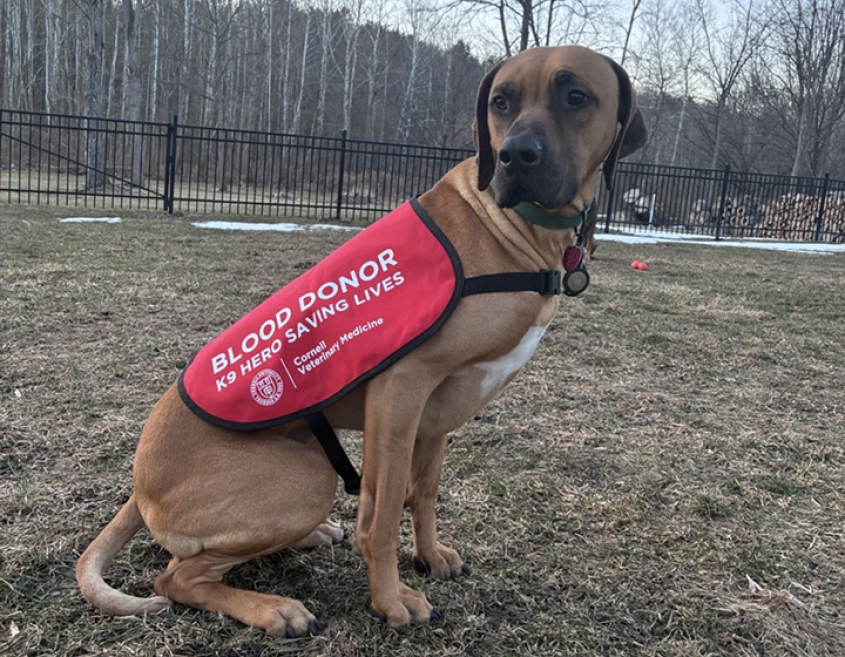 A mixed breed dog seated in a yard wearing a blood donor vest