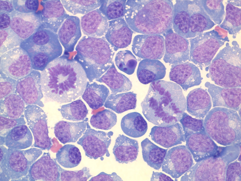 cells under a microscope