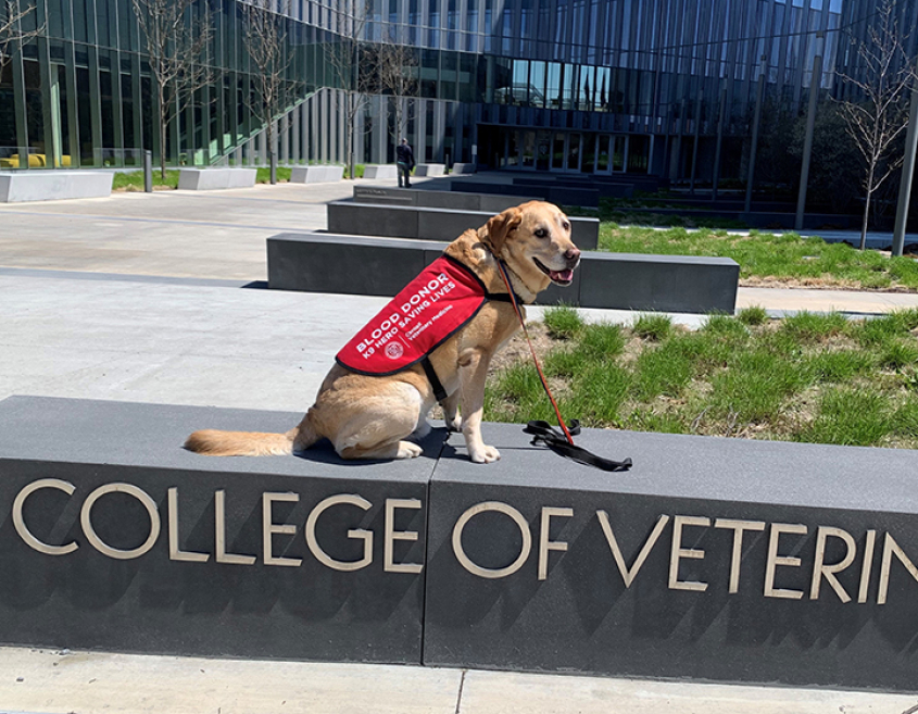 A yellow Labrador basking in the sunlight wearing a blood donor vest