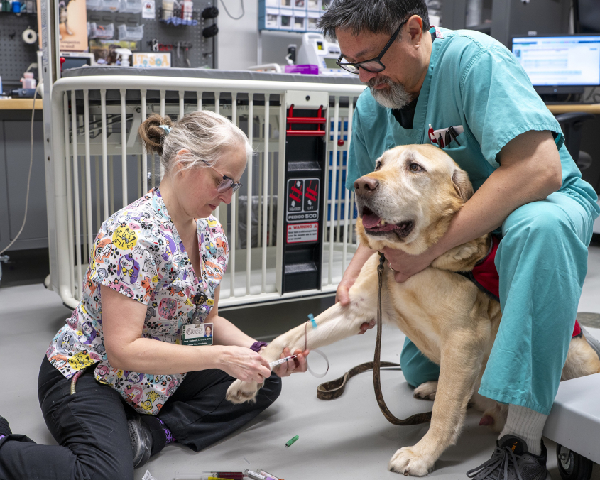 A yellow lab getting his blood drawn by two techs