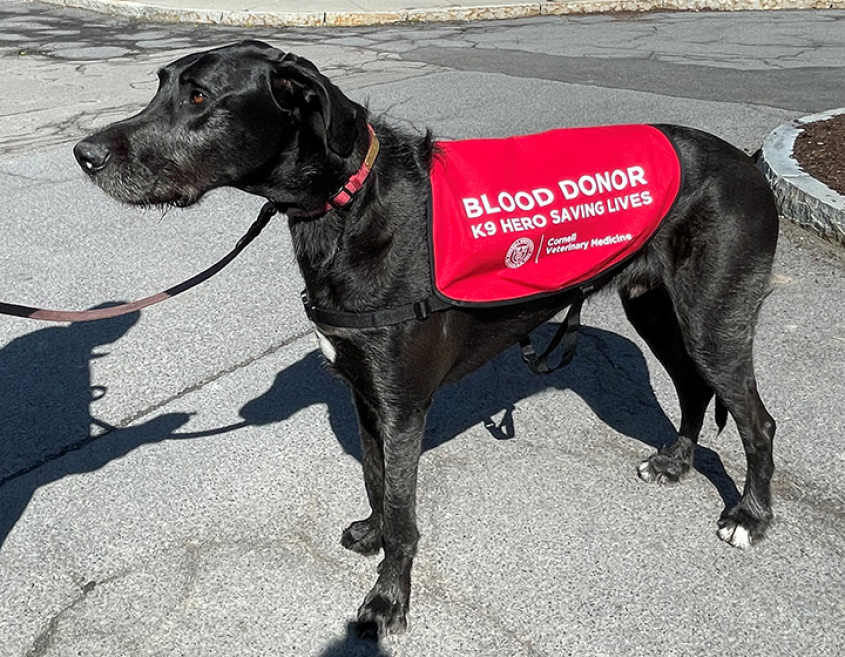 An Irish wolfhound in the hospital parking lot wearing a blood donor vest