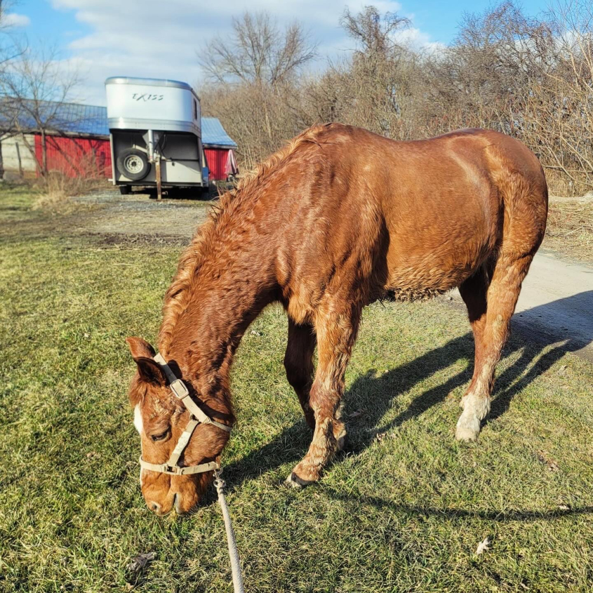 A horse grazing