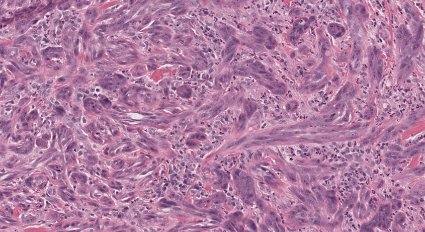 Canine mammary cells under the microscope