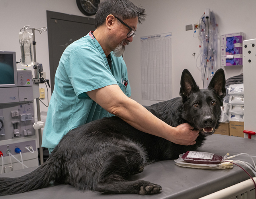 A black German shepherd seated on an exam table with a tech
